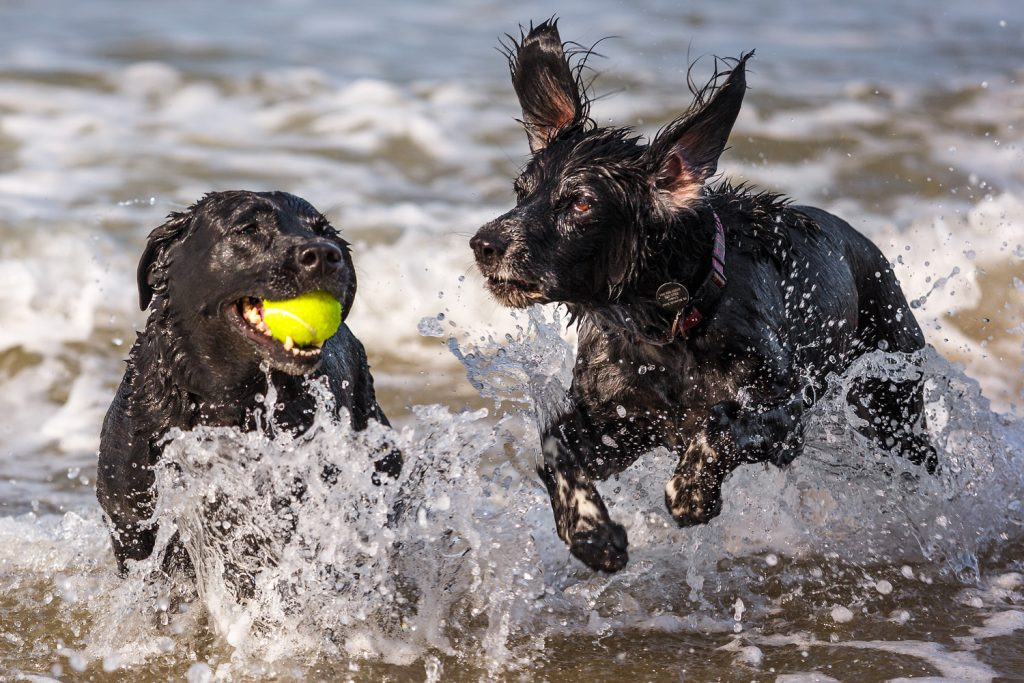Two dogs playing in the surf at Trimmingham Beach in Norfolk.