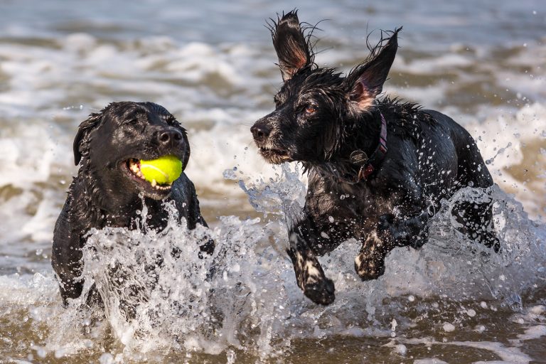 Two dogs playing in the surf at Trimmingham Beach in Norfolk.