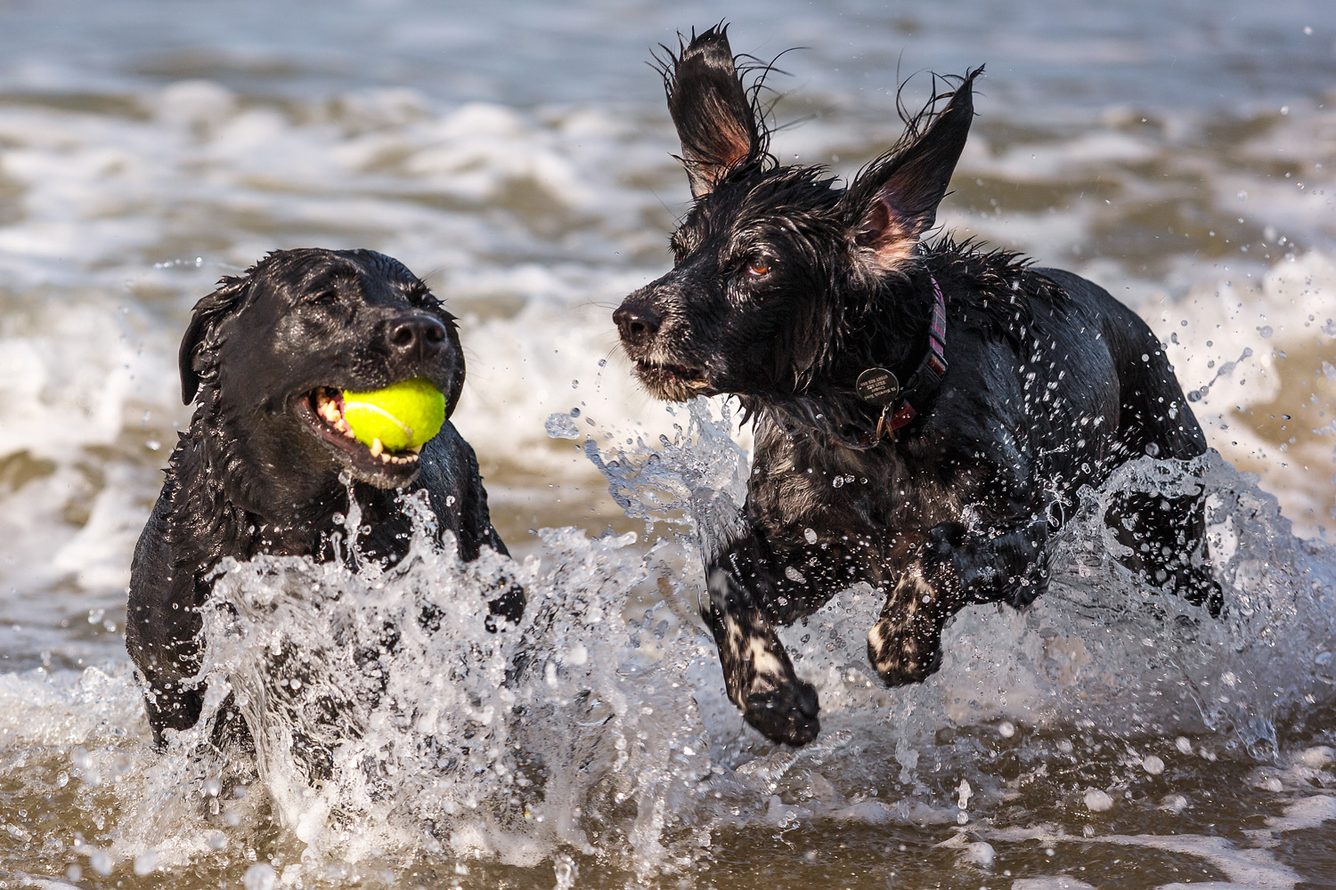 Two dogs playing in the surf at Trimmingham Beach in Norfolk.